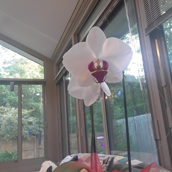 Meet your Posher, Donna - Picture 4 of 8